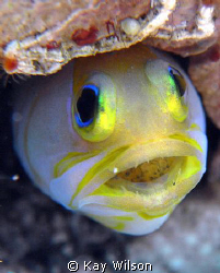 Yellow Head Jaw Fish with eggs.
Sea and Sea DX1G / Stack... by Kay Wilson 